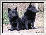 dwa, siedz�ce, Schipperke